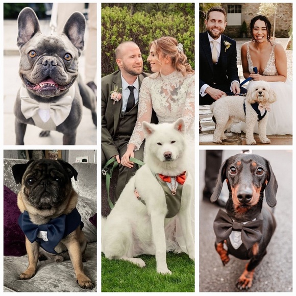 Dog beige tuxedo suit with matching harness and ring pillow - Picture 4 of 5